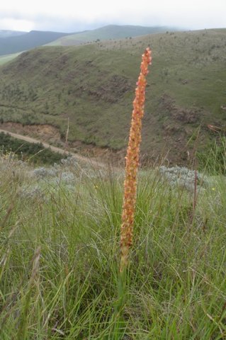 Disa chrysostachya on a grassy hill